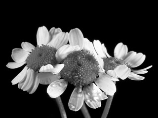 grey flower fantasy frame abstract background  textured grunge