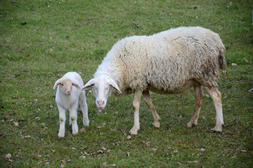 Obraz premium Sheep and lambs grazing in a meadow