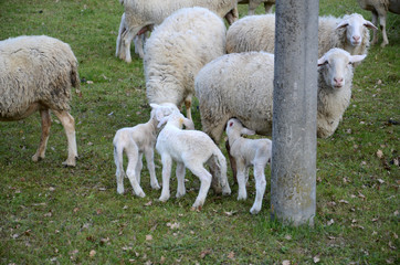 Sheep and lambs grazing in a meadow