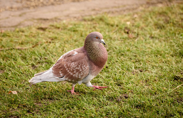 Hyde Park pigeon