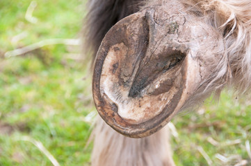 A hoof with an abscess that has been released & cleaned  - obrazy, fototapety, plakaty