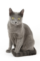 Katzen-Russisch-Blau-14948