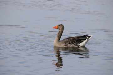 Graugans, schwimmt im Malchower See