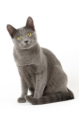 Katzen-Russisch-Blau-14950