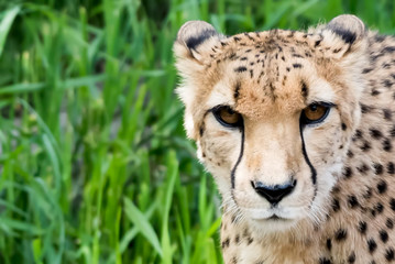 Eyes Of The Cheetah