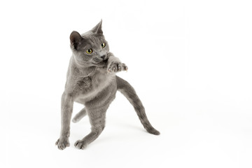 Katzen-Russisch-Blau-14981