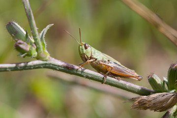 Feldheuschrecke (Chorthippus parallelus) auf Zweig