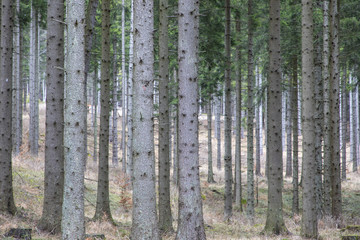 Wald in der Steiermark, Öszerreich