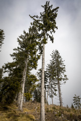Wald in der Steiermark, Öszerreich