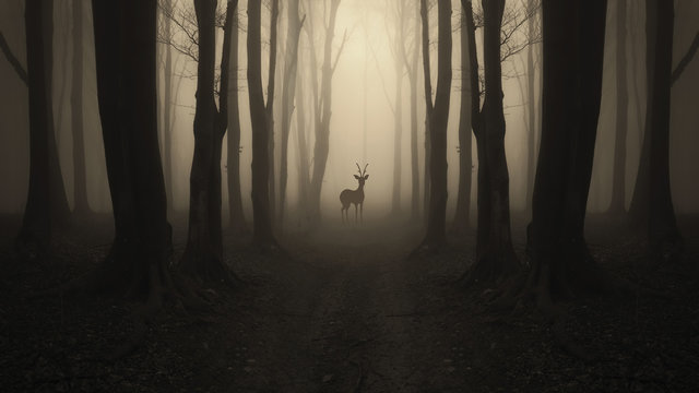 Fototapeta deer silhouette on forest path, dark surreal landscape