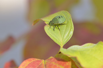  Gr&uuml;ne Stinkwanze