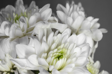 Белые хризантемы 