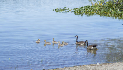 Canadian geese with goslings swimming on the lake 