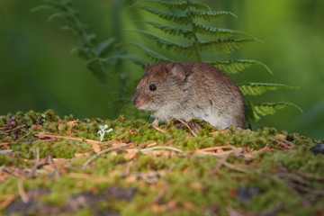 Naklejka na ściany i meble Little mouse on the moss