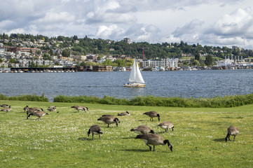 Canadian geeses 