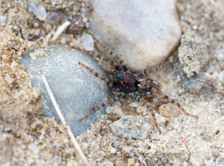 Wolfspinne (Arctosa perita) sitzt zwischen Steinen auf Sandboden, Lüneburger Heide, Niedersachsen, Deutschland, Europa 