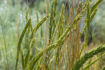 Spikelets 