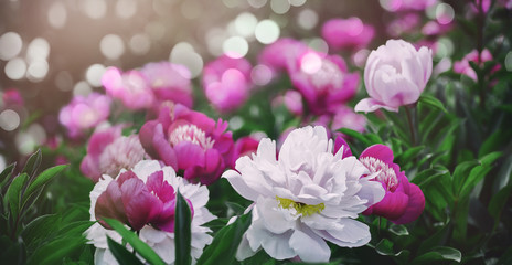 Flowers background. Beautiful pink and red peonies in field. Toning.
