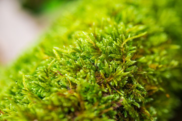 Mousse v&eacute;g&eacute;tale 