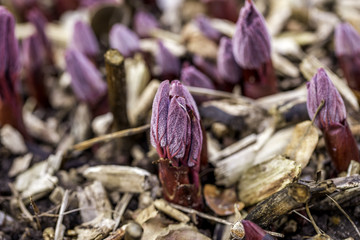 Lila Blüten spriessen aus dem Boden im Frühling