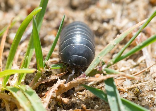 Gemeine Rollassel (Armadillilium vulgare) zwischen Grashalmen auf Sandboden, L&uuml;neburger Heide, Niedersachsen, Deutschland, Europa 