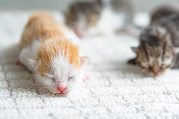 Cute newborn kitten