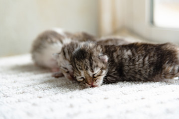 Cute newborn kitten