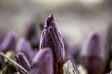 Lila Blüten spriessen aus dem Boden im Frühling