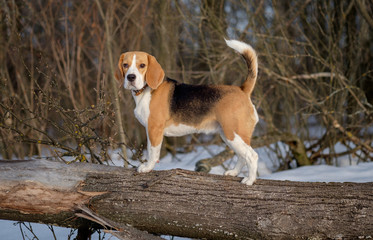 Portrait of a Beagle on a spring walk
