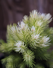 Evergreen pine needles photo background. Young small pine bush, soft focus