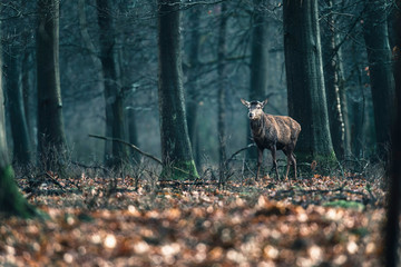 Obraz premium Red deer with thrown off antlers in forest. National Park Hoge Veluwe.