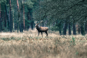 Naklejka na ściany i meble Male red deer walking in forest meadow. National Park Hoge Veluwe.