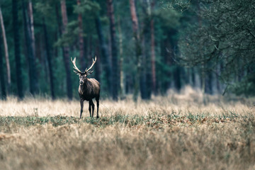 Red deer stag standing in field near forest. National Park Hoge Veluwe.