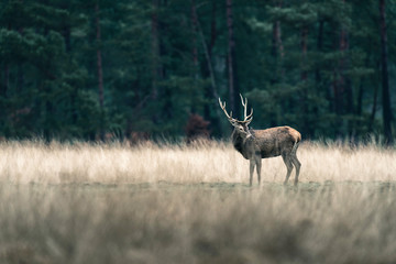 Naklejka premium Red deer with antlers in tall grass. National Park Hoge Veluwe.