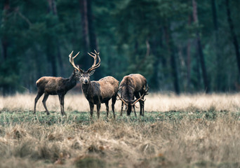 Naklejka na ściany i meble Three red deer in forest meadow. National Park Hoge Veluwe.