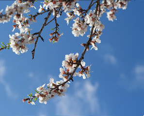Spring blossom