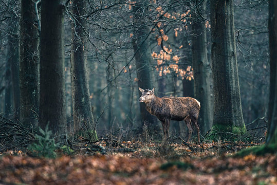 Red deer with thrown off antlers in forest. National Park Hoge Veluwe.