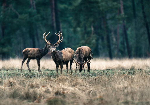 Three red deer in forest meadow. National Park Hoge Veluwe.