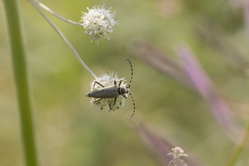 flowers and insects