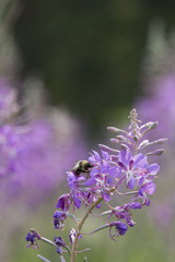 flower and insects