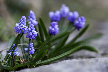 Obraz premium Zierliche blaue Blume am Wegesrand im Frühling
