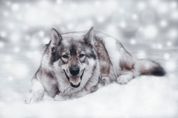 Wolf / Portrait of wolf on snow background. Digital retouch.