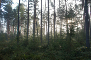 Trees in bright misty forest landscape