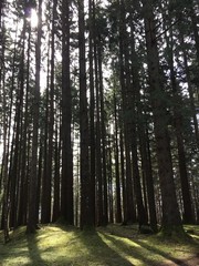 Wald mit Licht und Schatten