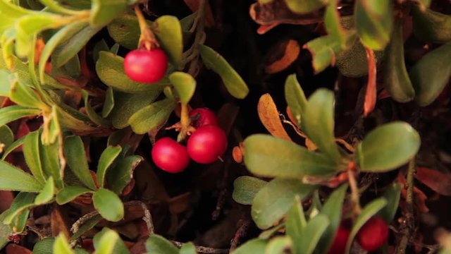  Planta  Hojas y bayas  maduras de Gayuba, uva de oso,  Arctostaphylos uva-ursi 

