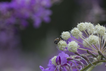 flower and insects