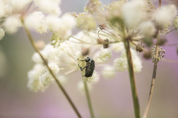 insects and flowers