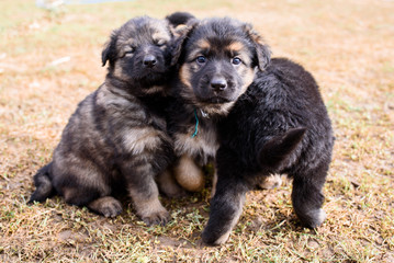German shepherd puppies