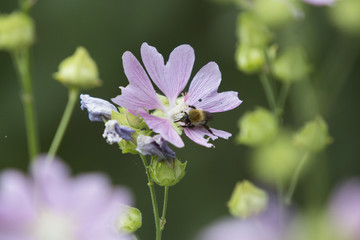 Fototapeta premium insects and flowers