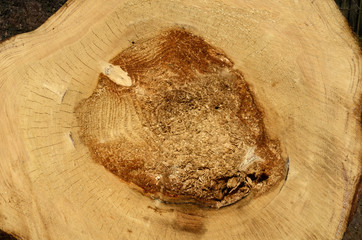 Baumstamm, gefällte Bäume